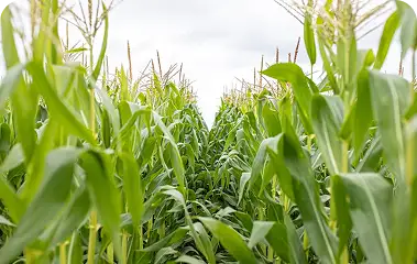 Maize
